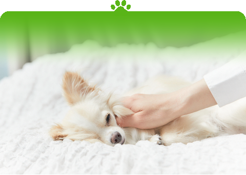 お預かりの犬や猫へのケアサービスに